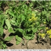 pi brassicae hostplant1 volg